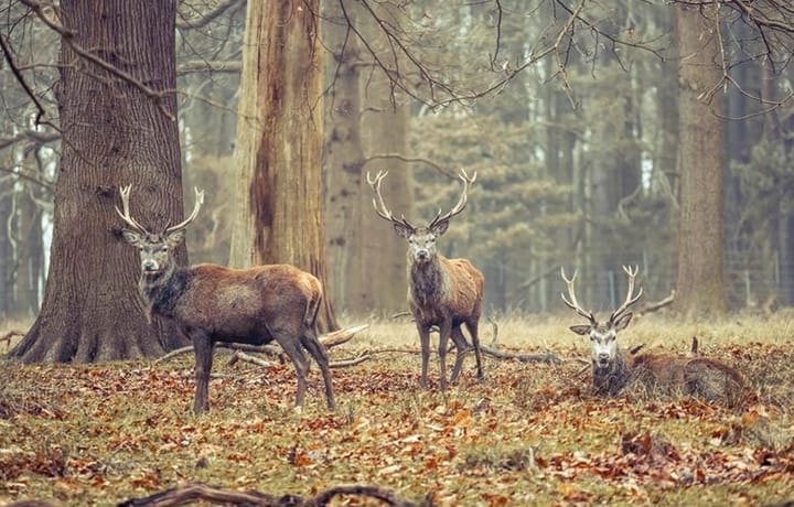 Foto 54 van Beulekampersteeg 55