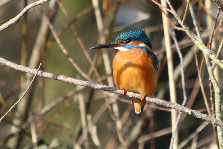 Foto 56 van Beulekampersteeg 55