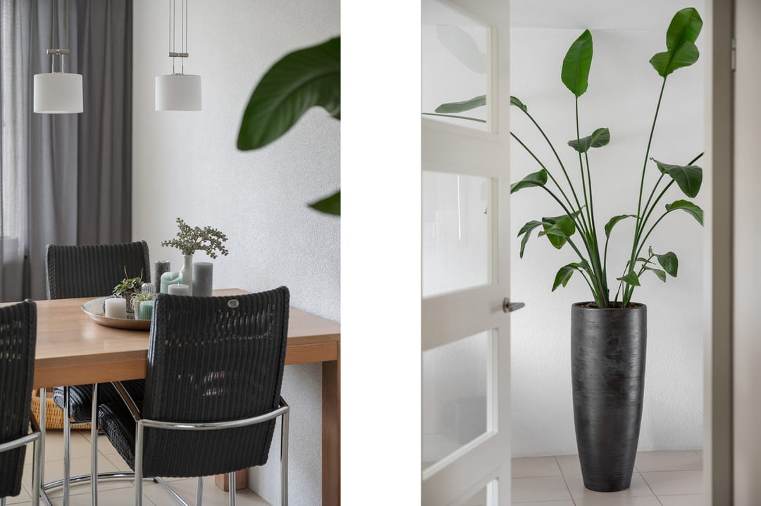 Foto 16 van Struisvaren 1