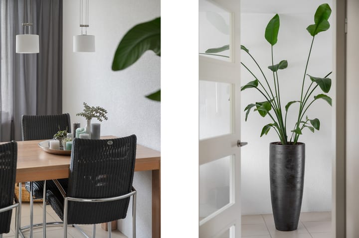 Foto 16 van Struisvaren 1