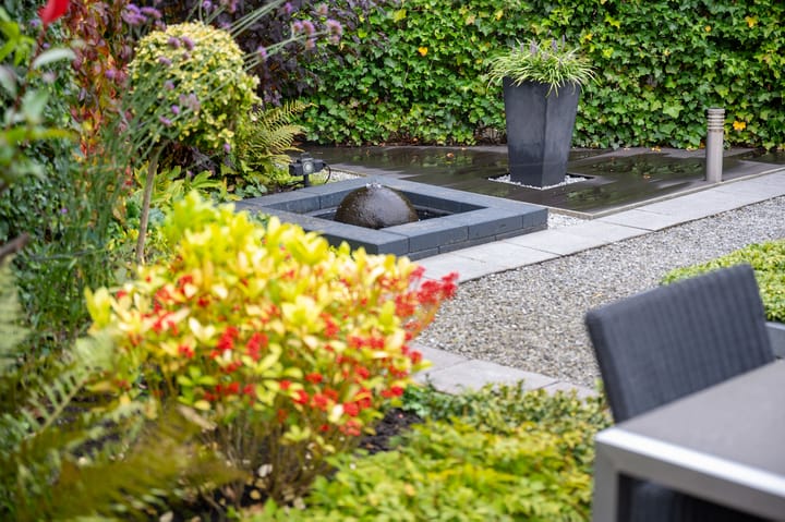 Foto 23 van Struisvaren 1