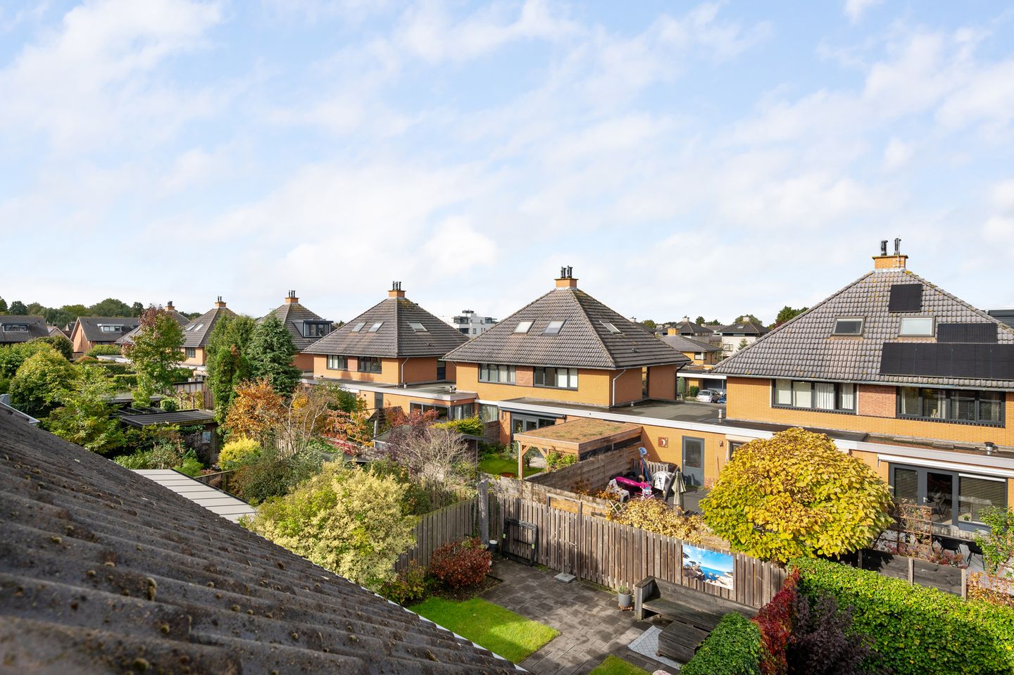 Foto 35 van Struisvaren 1