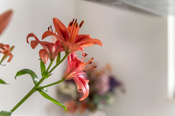 Foto 20 van Aardbeivlinder 172