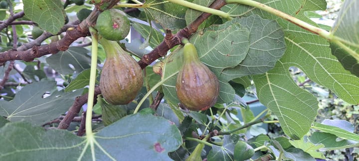 Foto 28 van Leidatoweg 30