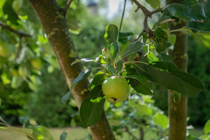 Foto 43 van Oosterwijk WZ 49