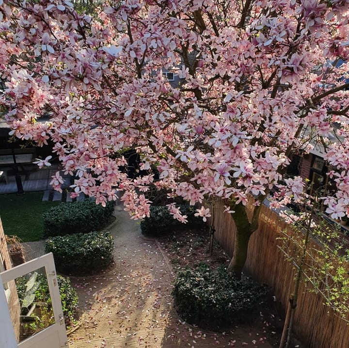 Foto 37 van Pieter Breughelstraat 4