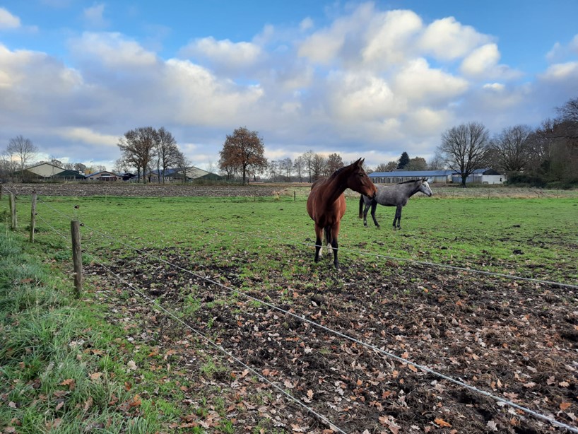 Bekijk foto 2 van Wildingsteeg