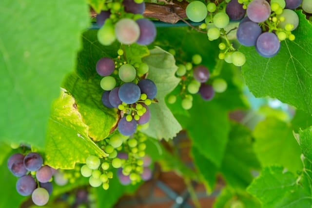 Photo 46 of Maria Dermoûtlaan 1