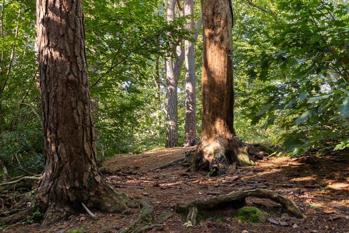 Photo 38 of Soestdijkseweg Noord 410