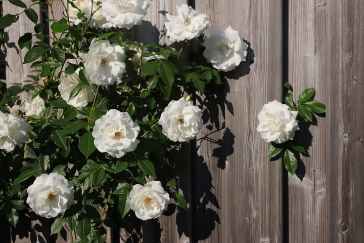 Foto 21 van Waterpeper 26