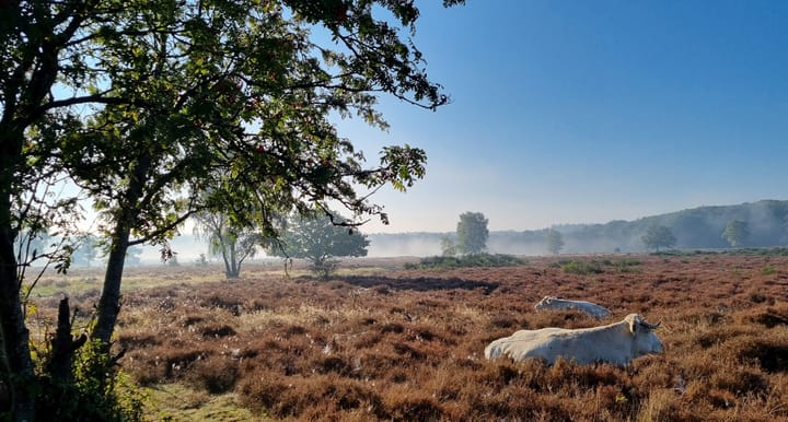 Foto 41 van C. Evertsenstraat 193