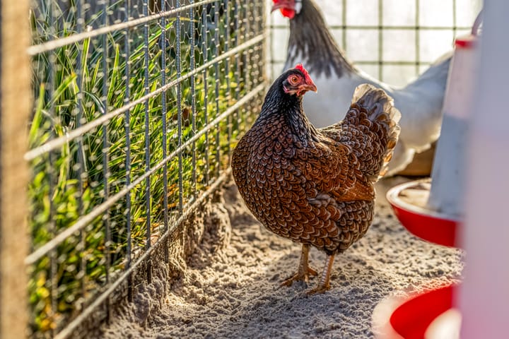 Foto 29 van Straat van Messina 19