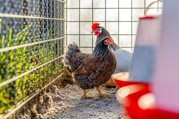 Foto 38 van Straat van Messina 19