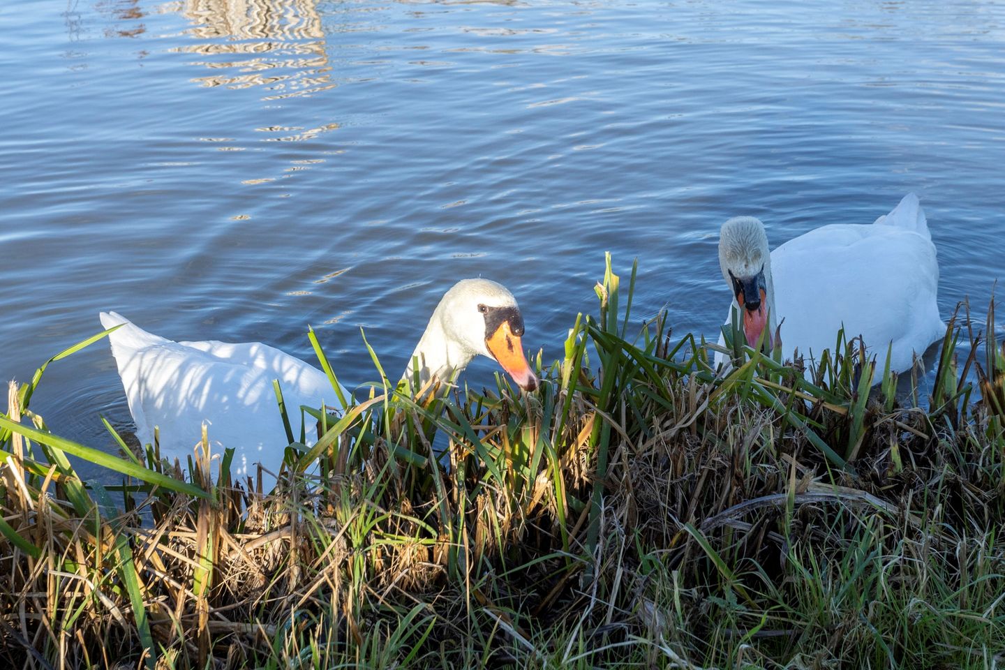 Foto 64 van Rodenrijseweg 98