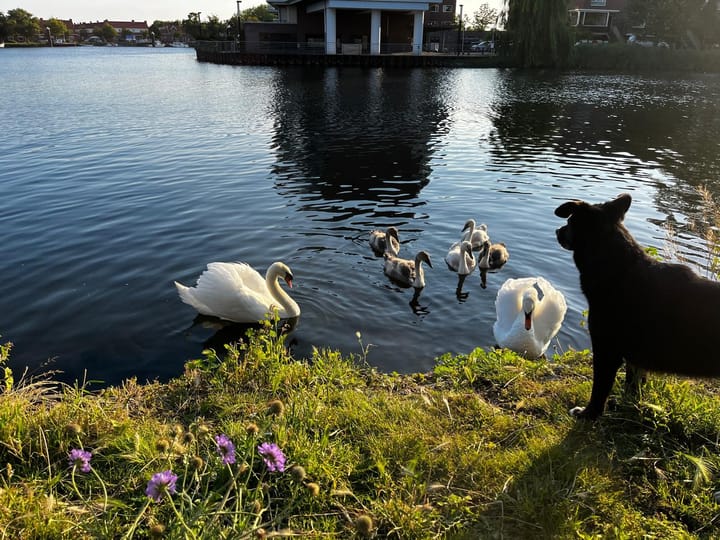 Foto 40 van Prins Hendrikstraat 132