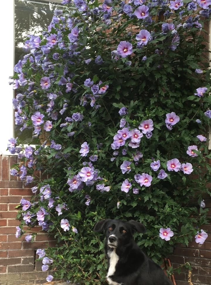 Foto 42 van Prins Hendrikstraat 132