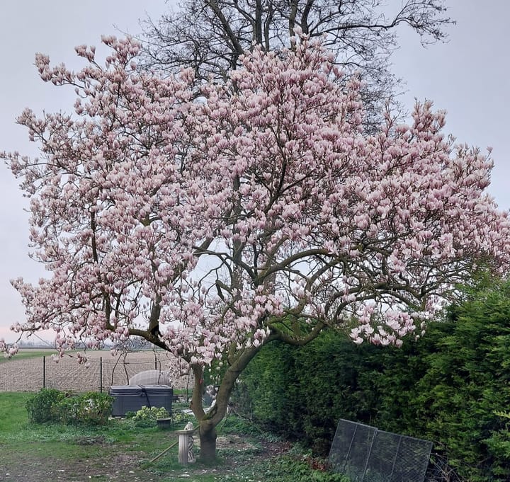 Foto 54 van Baarloseweg 19-A