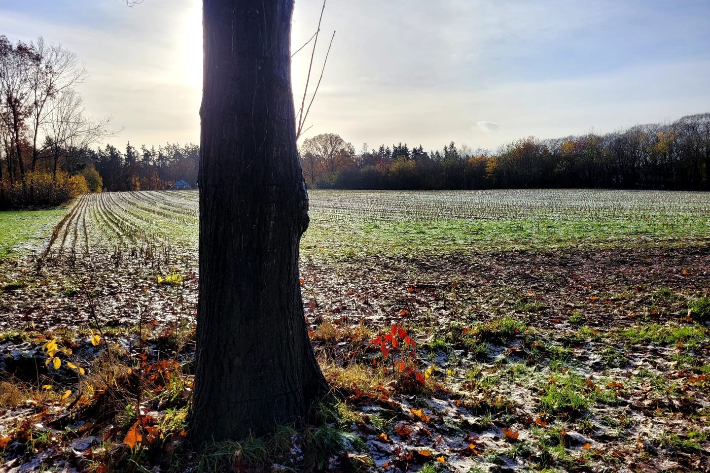 Bekijk foto 5 van Zutphenseweg