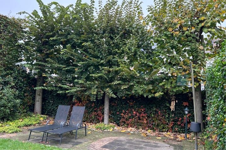 Foto 41 van Buizerd 114