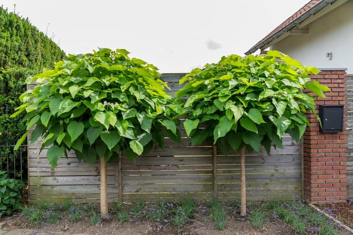 Foto 30 van Vuling 10