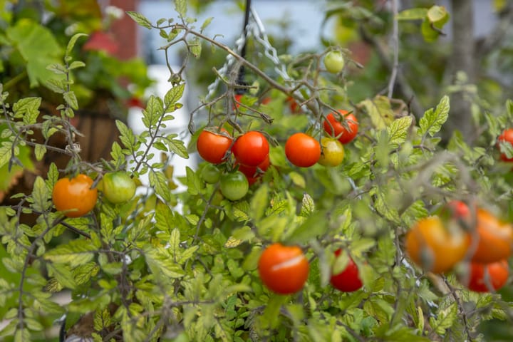 Foto 45 van Werf van Schouten 46