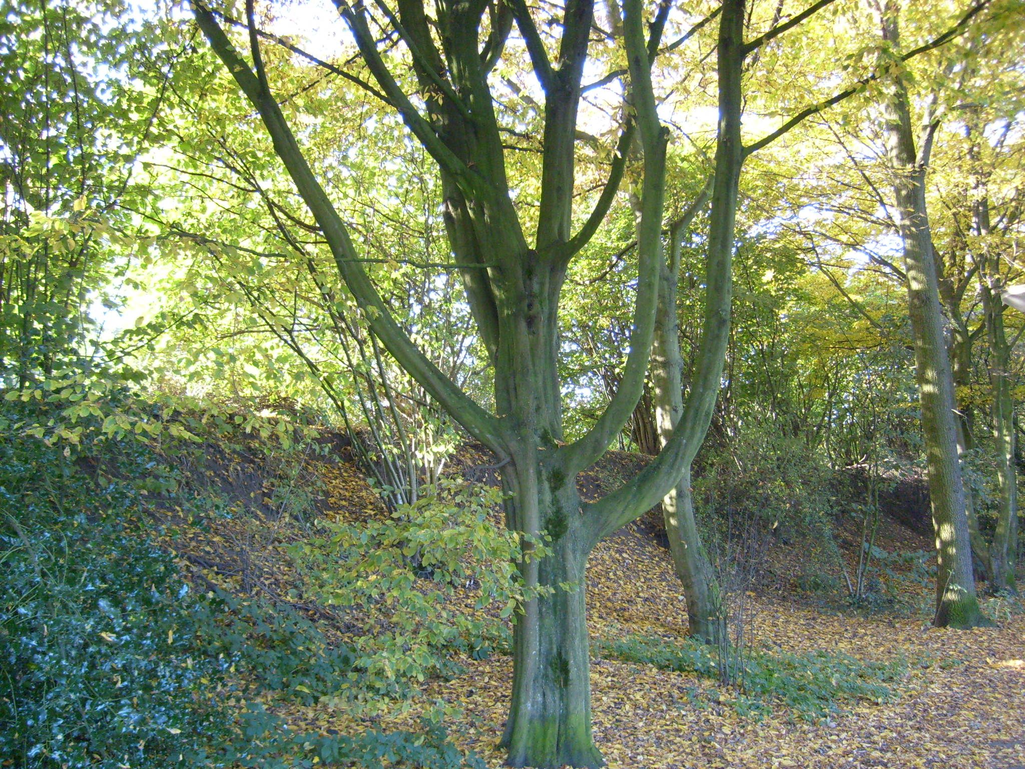 Foto 39 van Brucknerlaantje 147