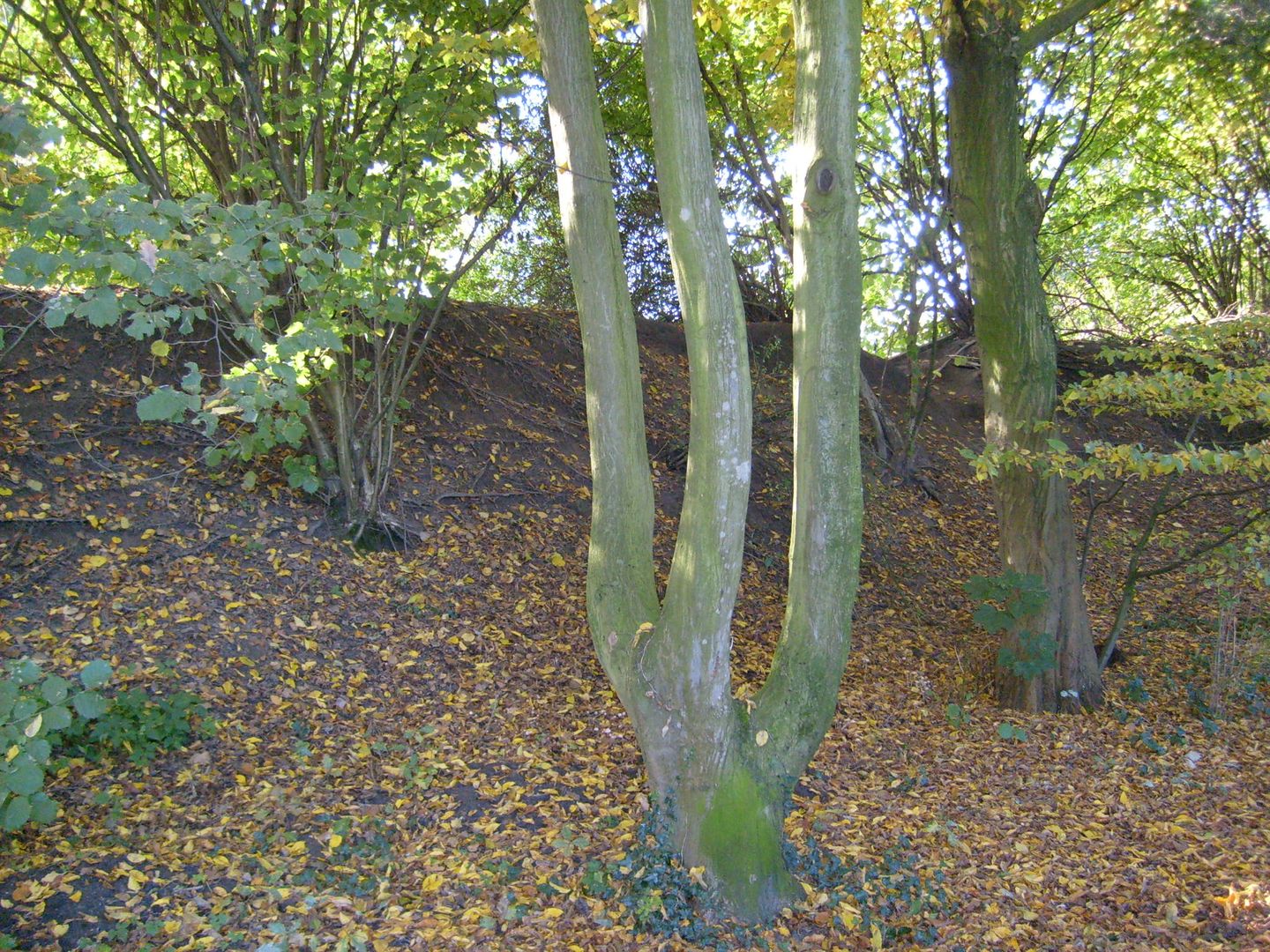 Foto 40 van Brucknerlaantje 147