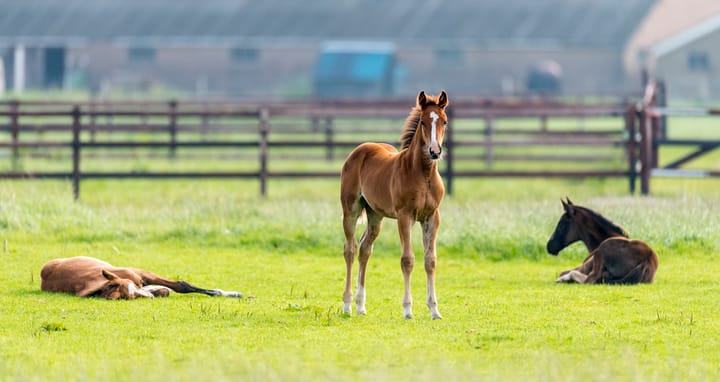 Foto 74 van Vreeweg 89