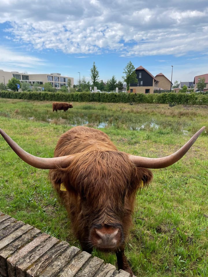 Foto 50 van Zeewoldestraat 21