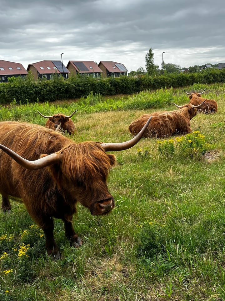 Foto 49 van Zeewoldestraat 21