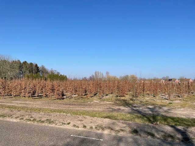 Foto 6 van Roosendaalsebaan, kavel 2