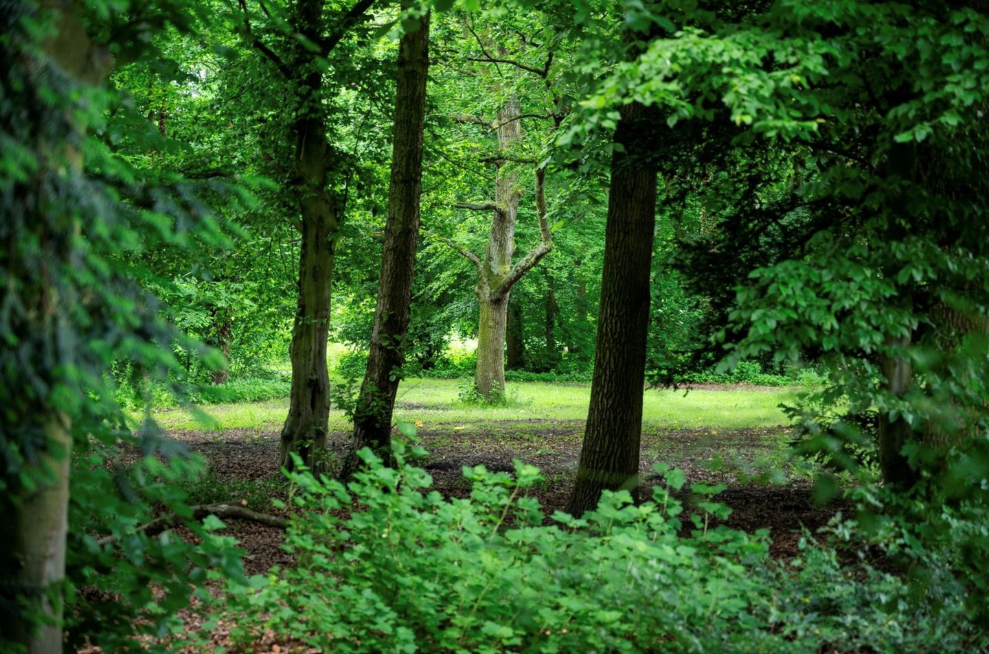 Foto 55 van Burgemeester Knappertlaan 263-A