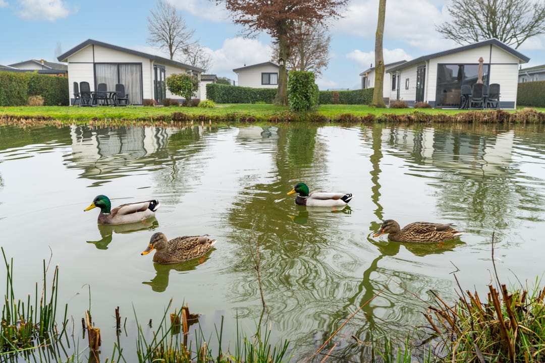 Foto 7 van Zaaiwaard 3-99