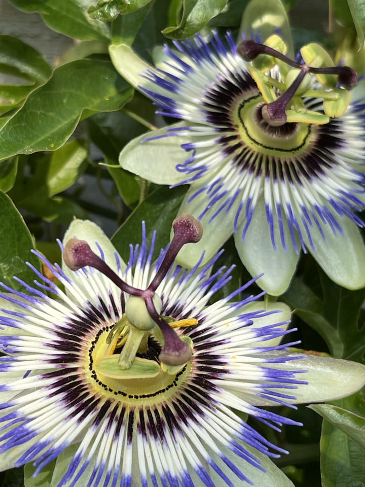 Foto 47 van Dommer van Poldersveldtweg 25-A