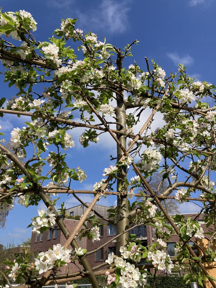 Foto 50 van Dommer van Poldersveldtweg 25-A