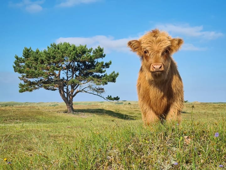 Foto 42 van Bremstraat 2-B