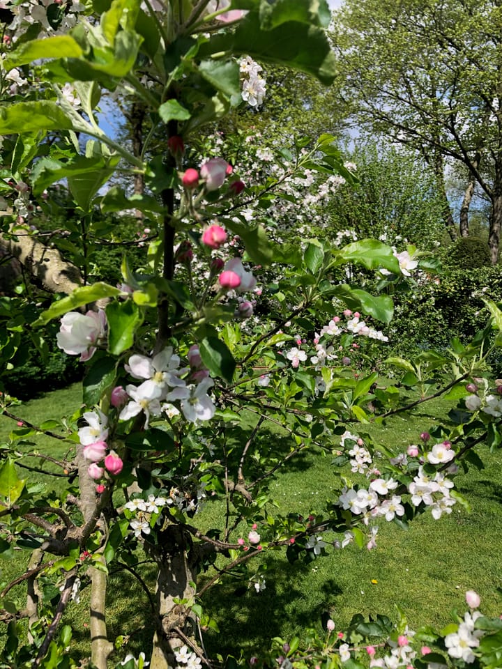 Foto 54 van Traaij 215