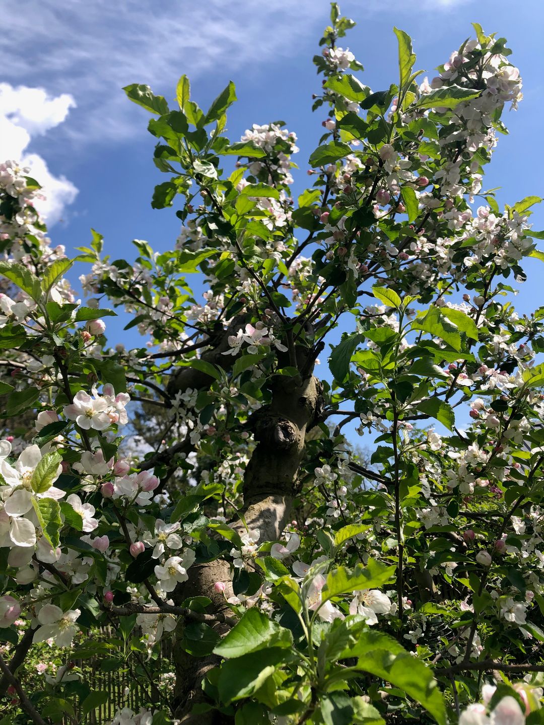 Foto 56 van Traaij 215