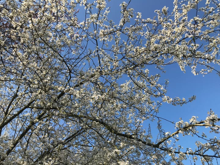 Foto 74 van Oranjesingel 16