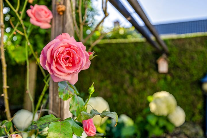 Foto 5 van Schuurmanskamp 15