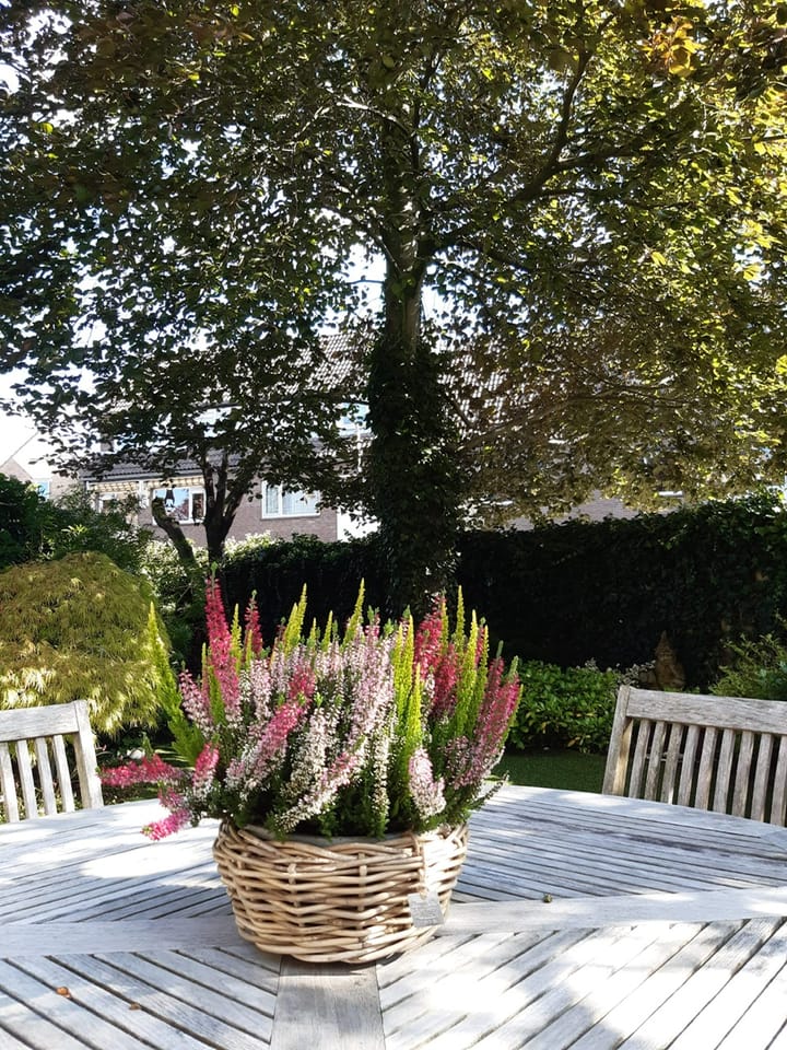 Foto 36 van Koningshof 2