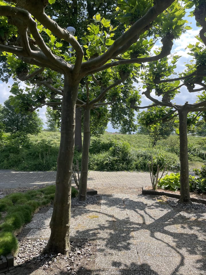 Photo 25 of Wilsonstraat 93