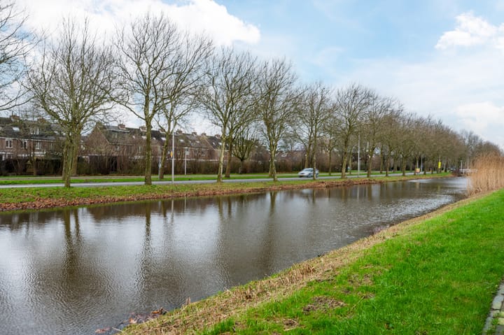 Foto 36 van Penningkruid 50