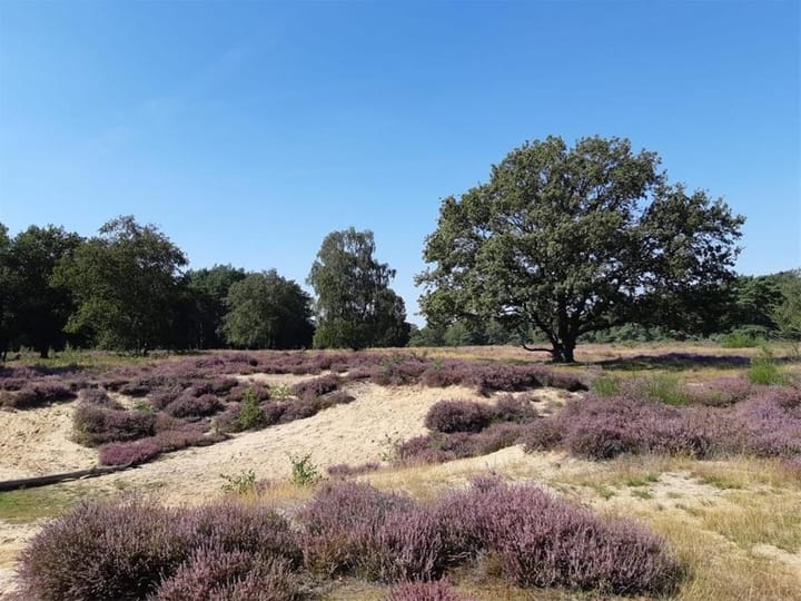 Foto 33 van Prinses Margrietplantsoen 77