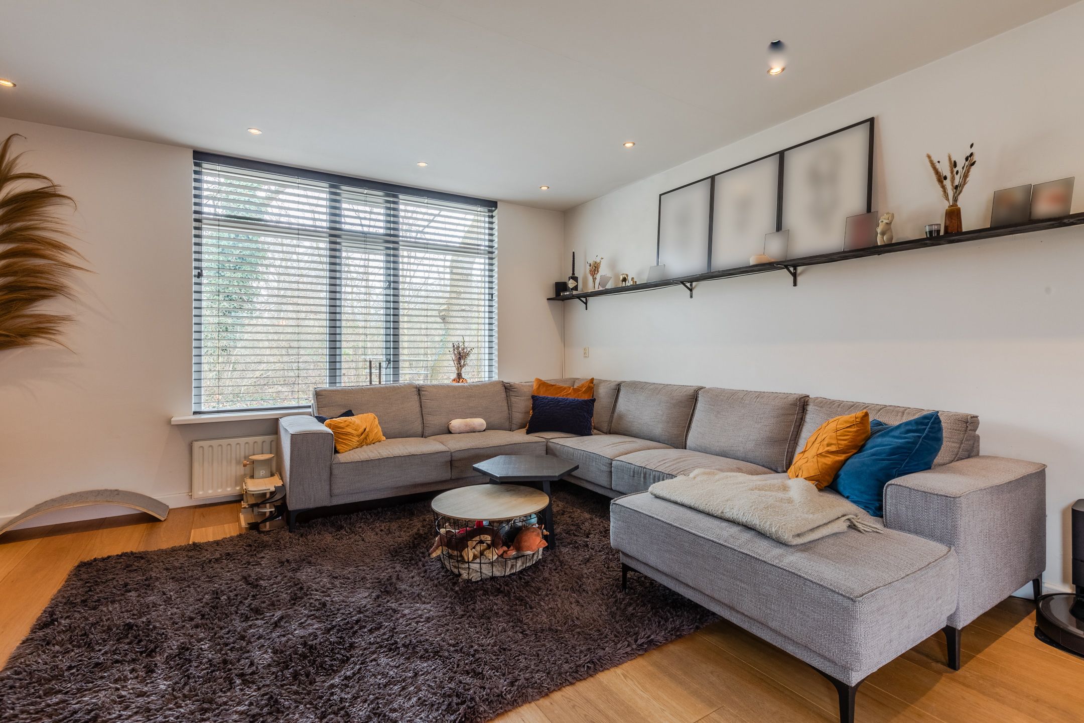 Foto 3 van Kruisdistel 3