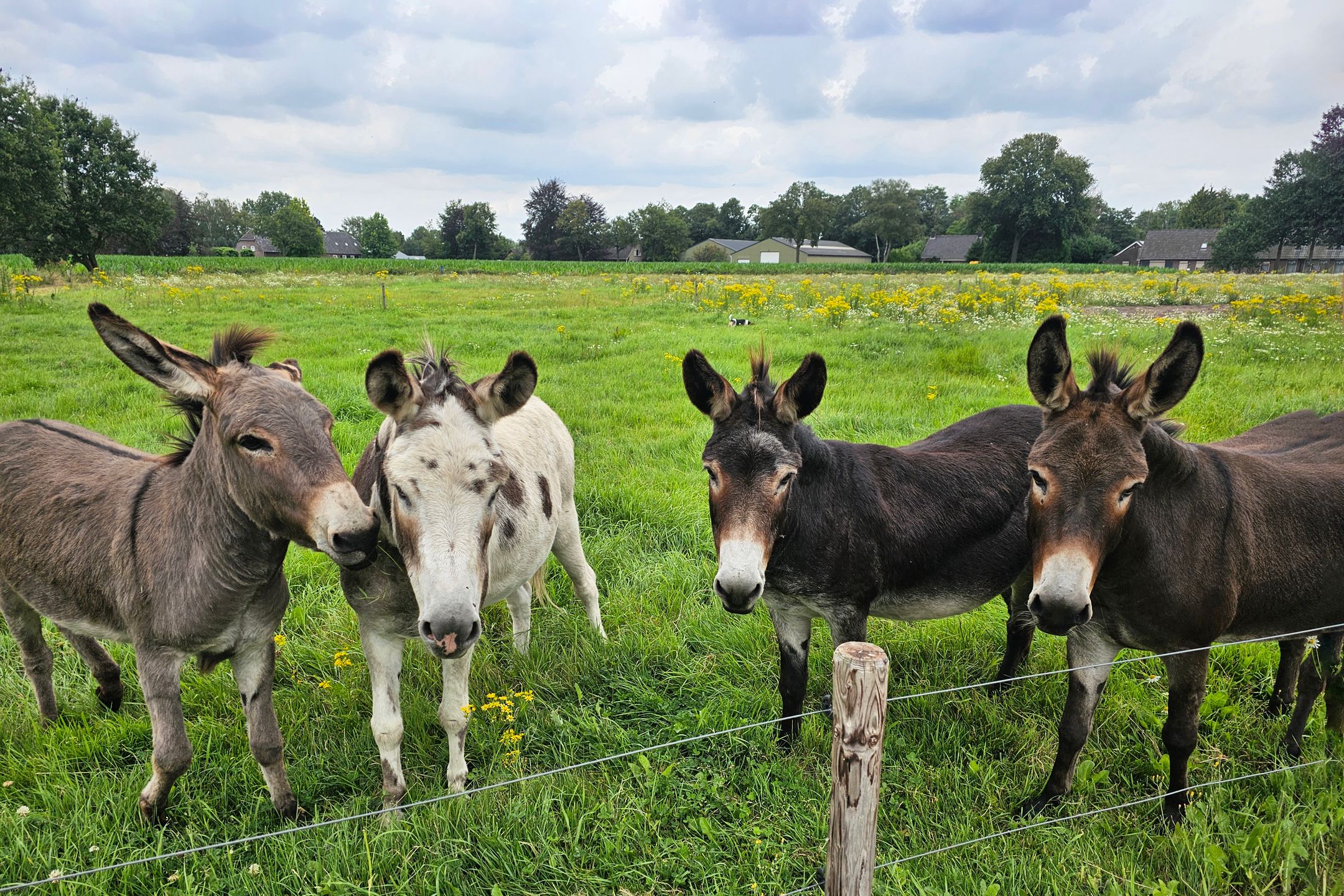 Foto 30 van Vresselseweg 32