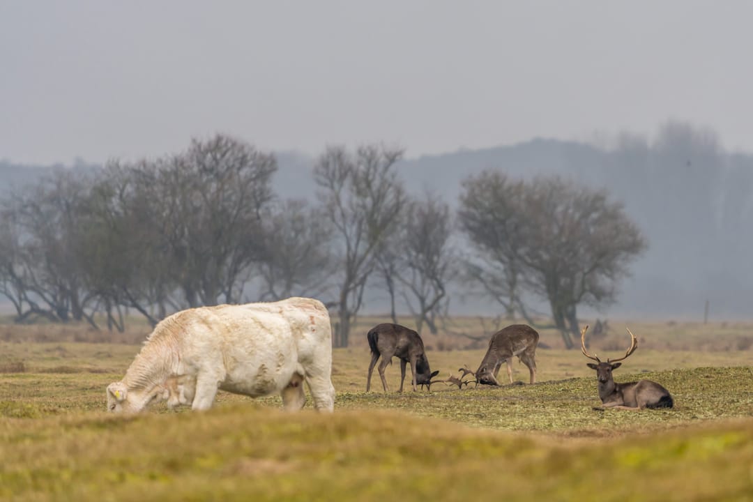 Photo 28 of de Haaijmanweg 2-A0015