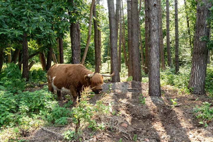 Foto 46 van Oude Posthuisstraat 41