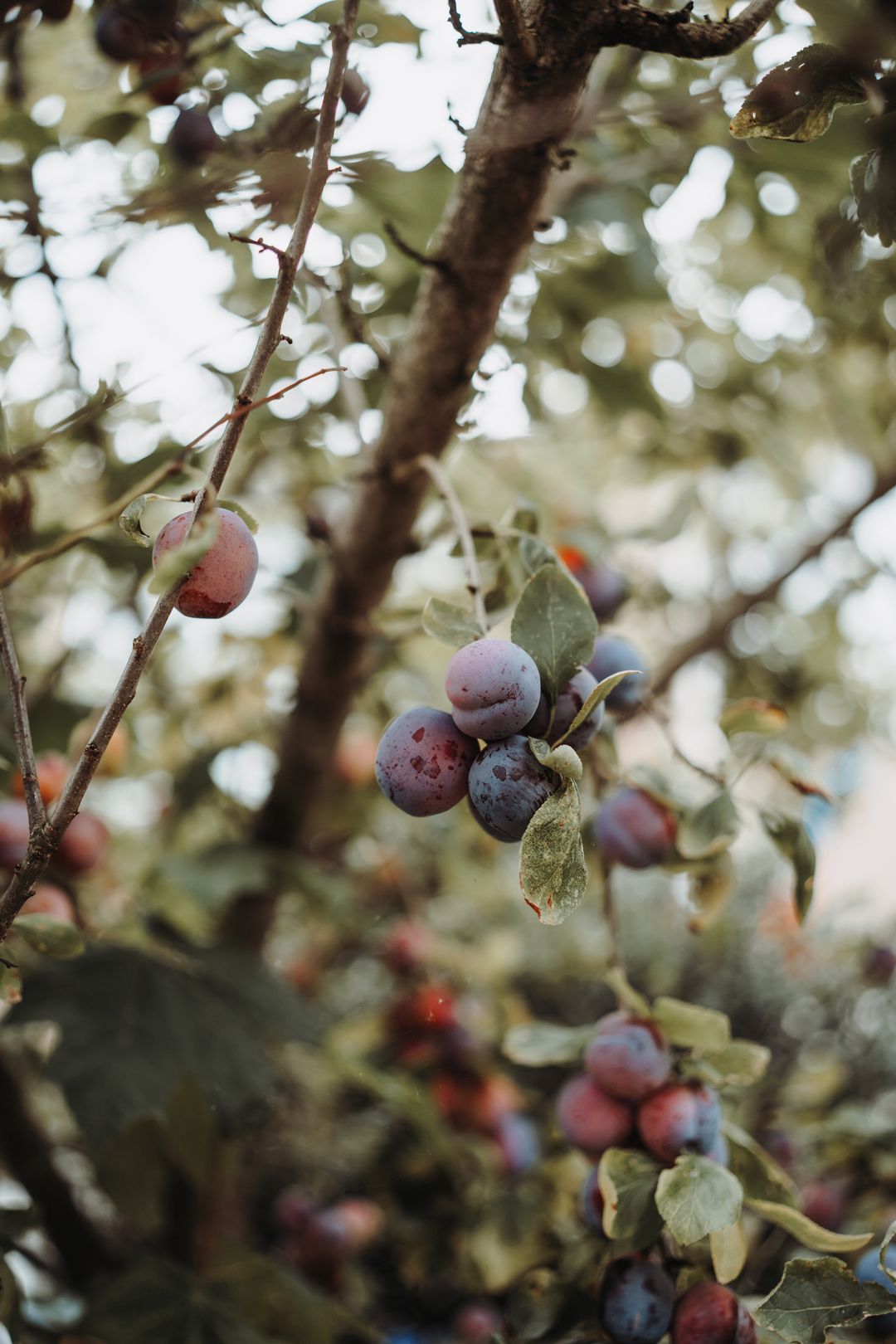 Foto 43 van Den Hoef 14