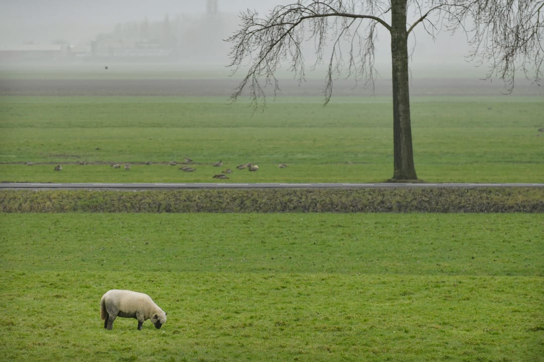 Foto 22 van De Nessermolen 60